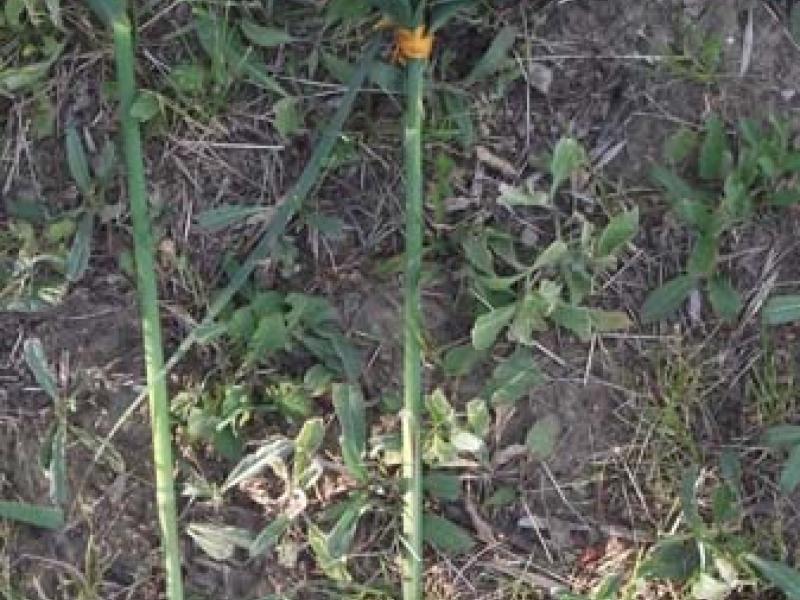 Erdei iskolás képek