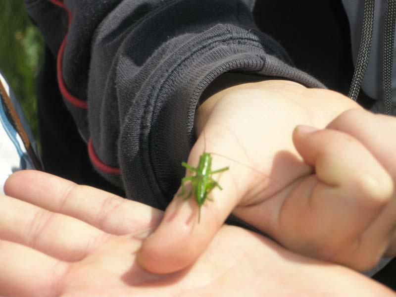 Erdei iskolás képek